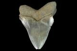 Serrated, Fossil Megalodon Tooth #124756-1